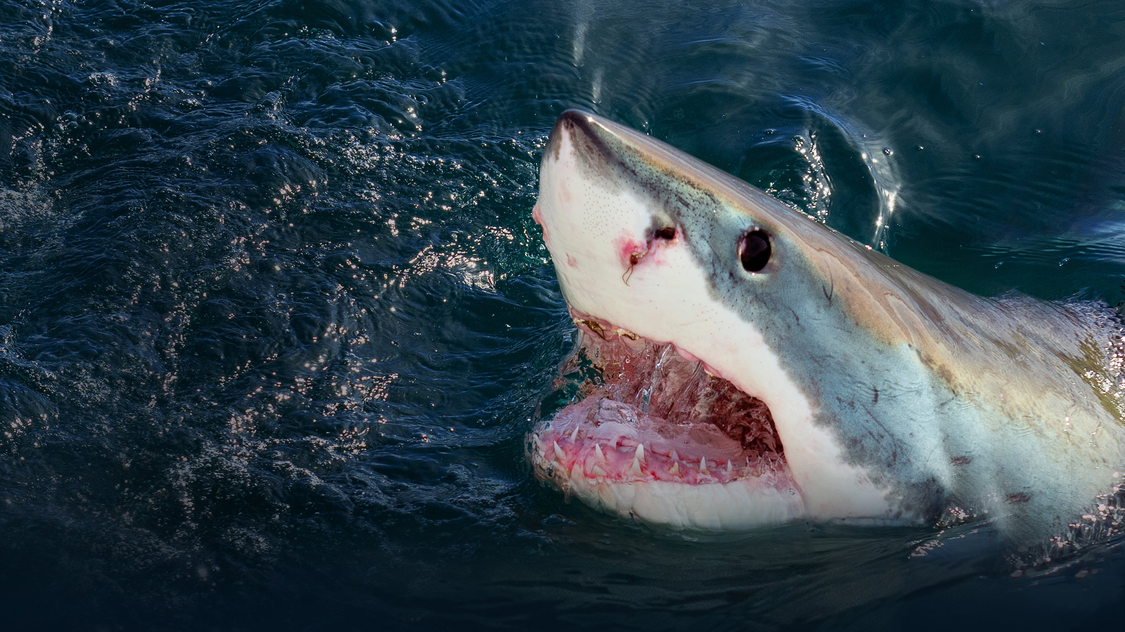 When Sharks Attack Background