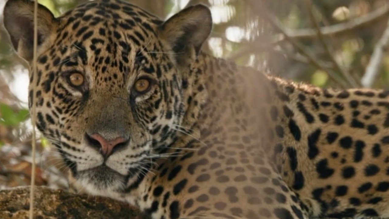 Au nom des jaguars Background