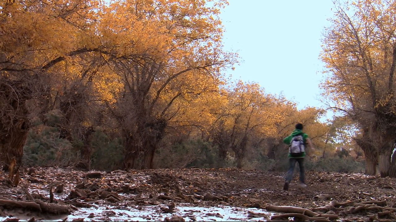 胡杨深处是我家 Background