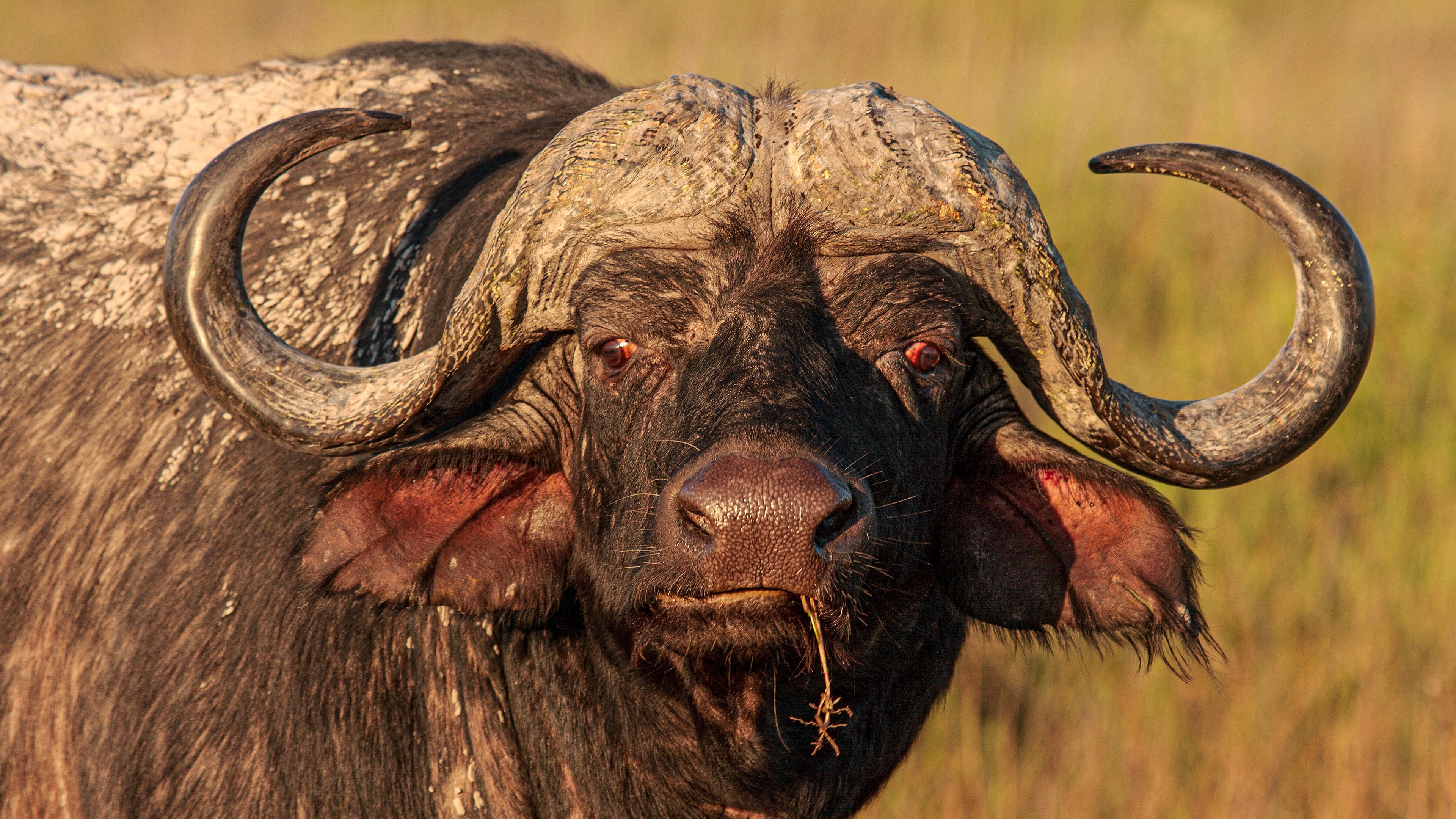 Blood Rivals: Lion vs Buffalo Background