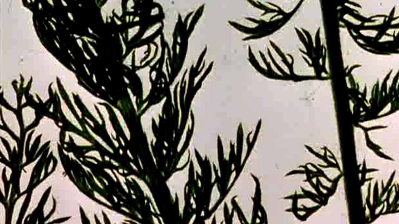 The Garden of Earthly Delights Background