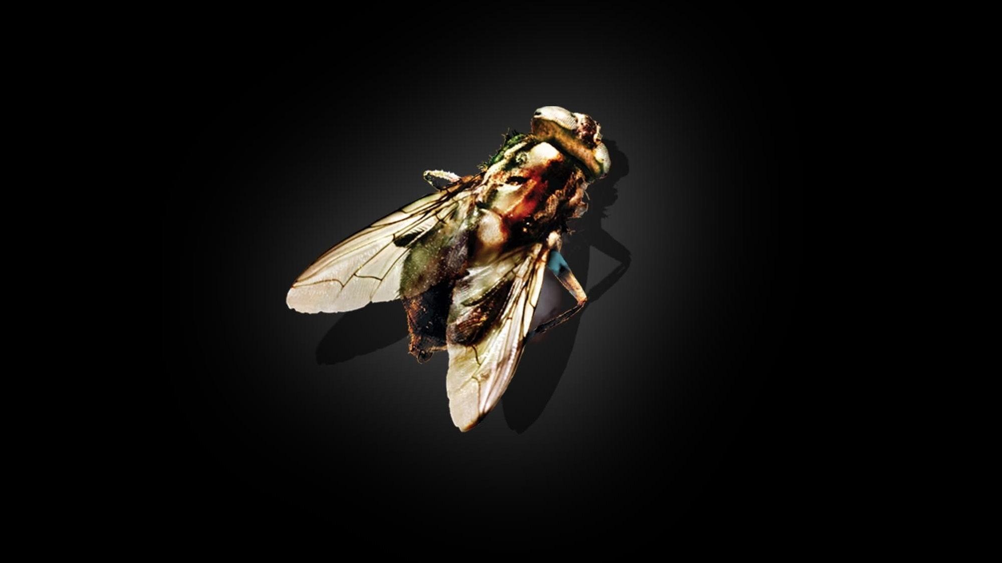 The Fly Background