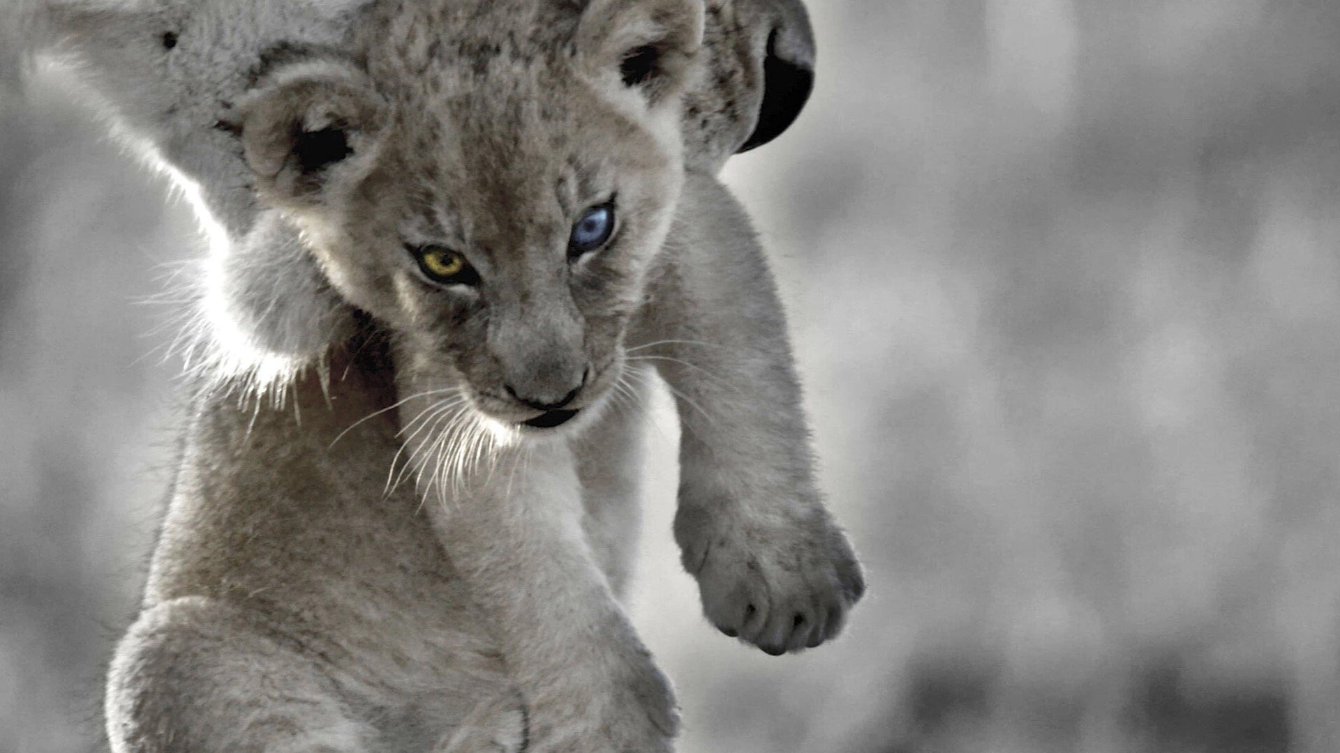 The Bastard King Background