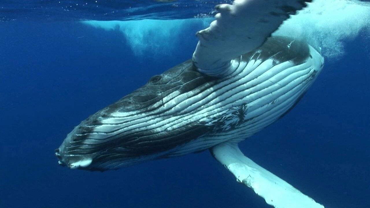 Danse avec les poissons Background