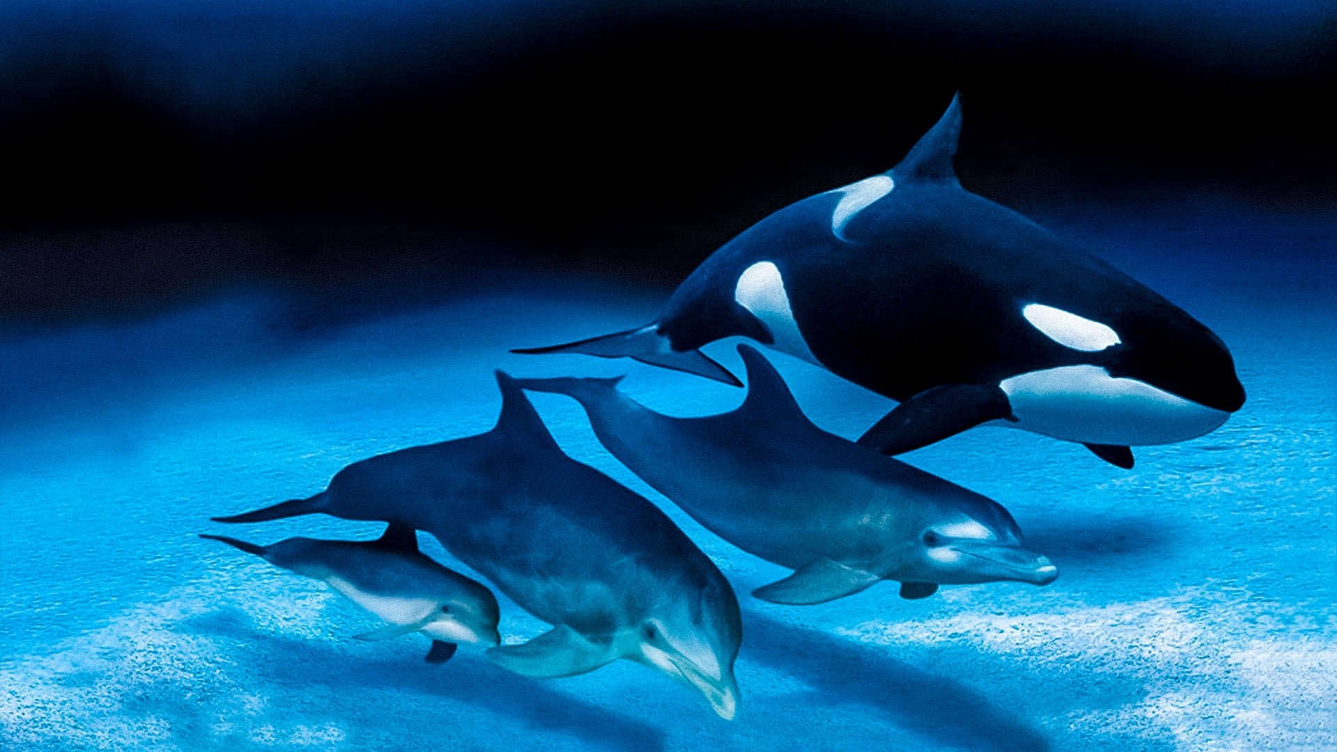 IMAX Dolphins and Whales: Tribes of the Ocean Background