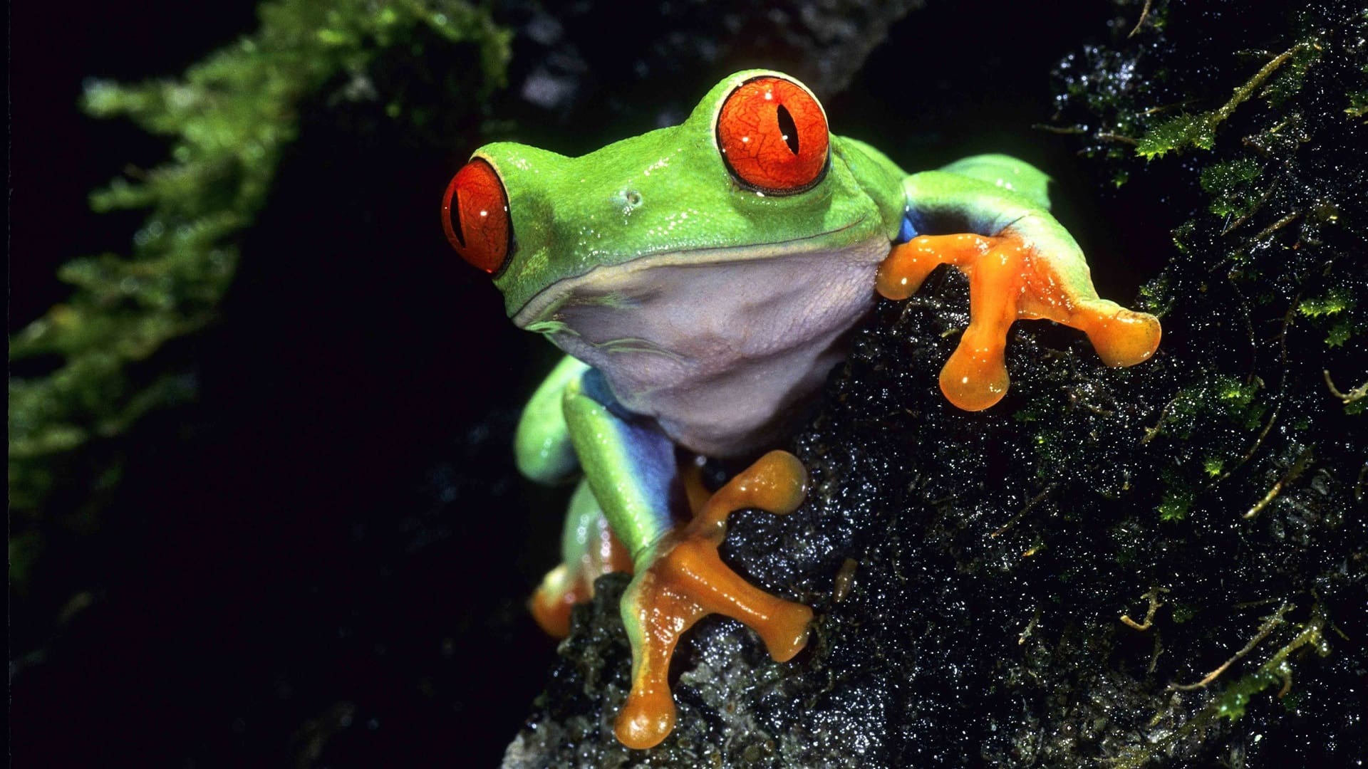 Life on Earth Background