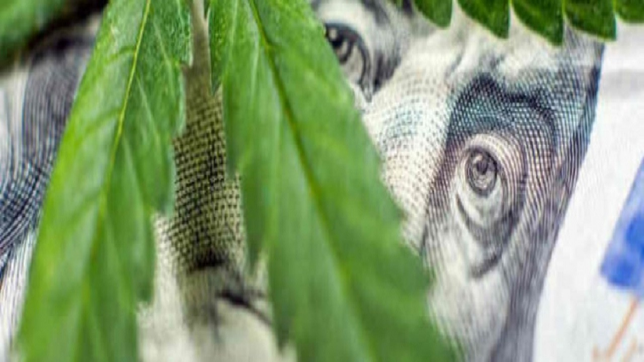 Cannabis : quand le deal est légal Background