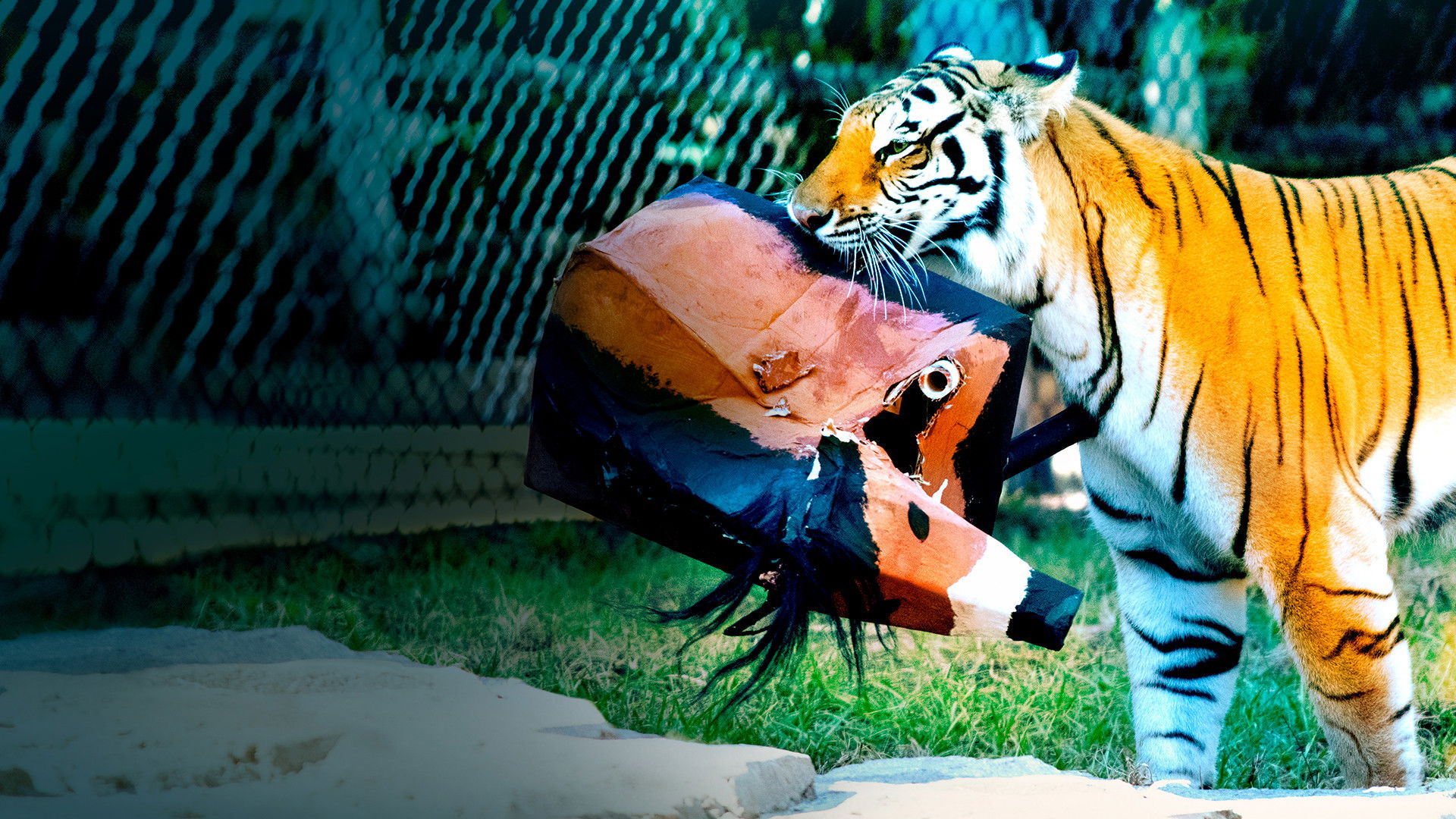 Big Cat Games Background