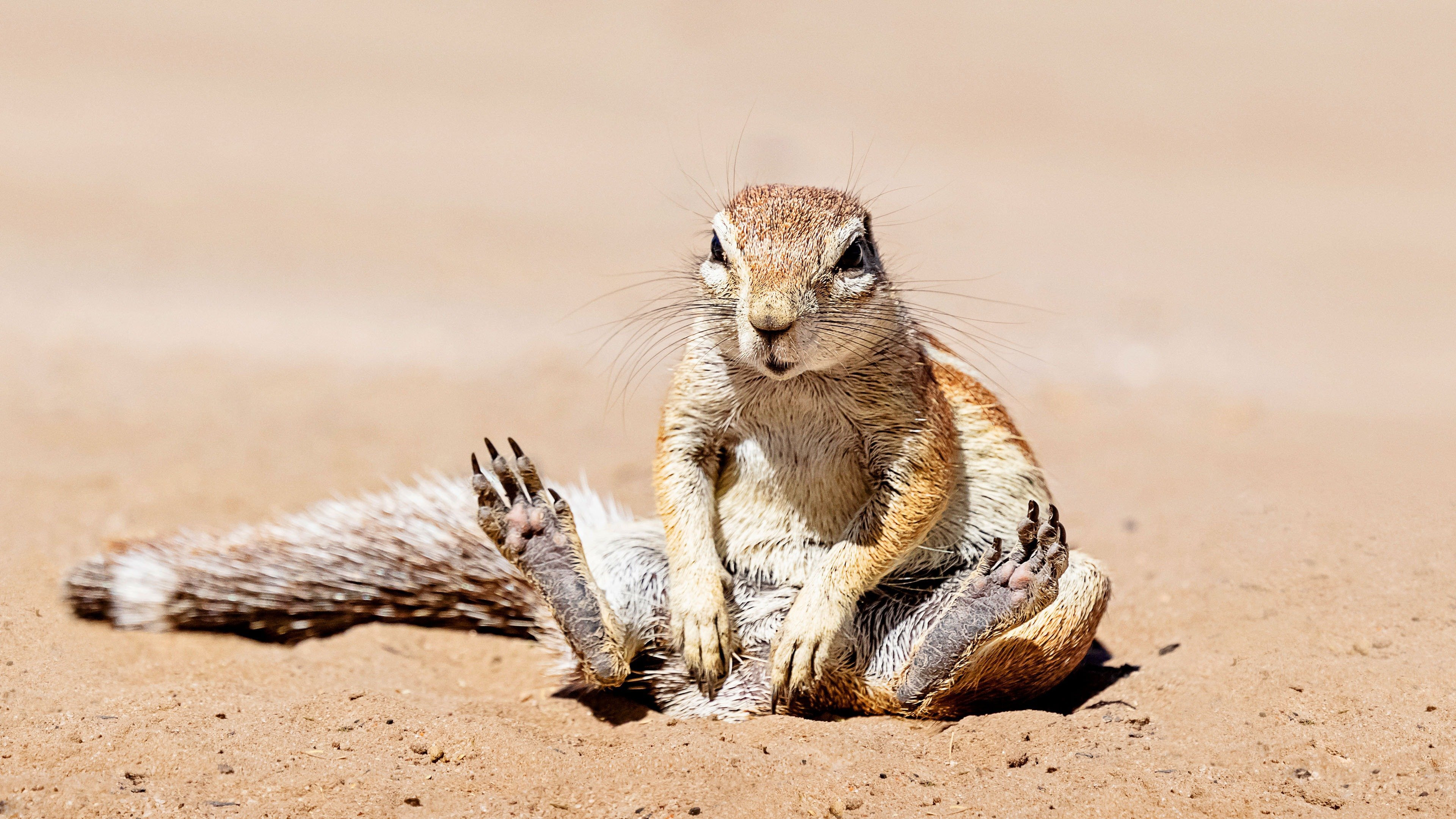 When Nature Calls with Helen Mirren Background