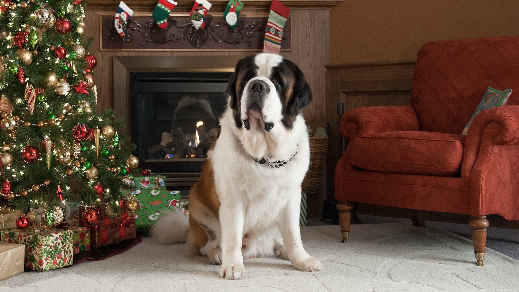 Beethoven's Christmas Adventure Background