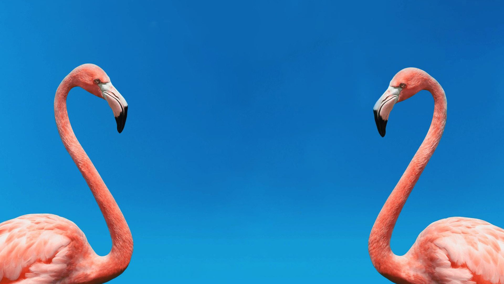 The Mating Game Background