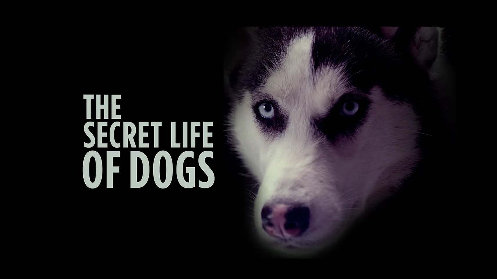The Secret Life of Dogs Background