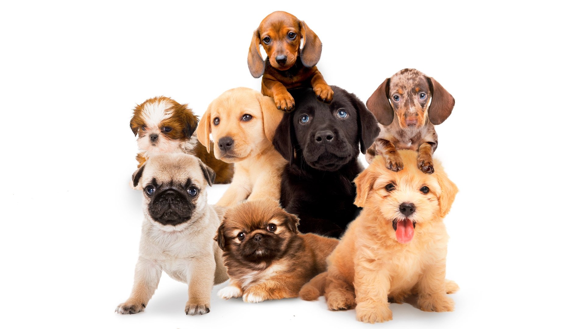 Puppy Time! Background