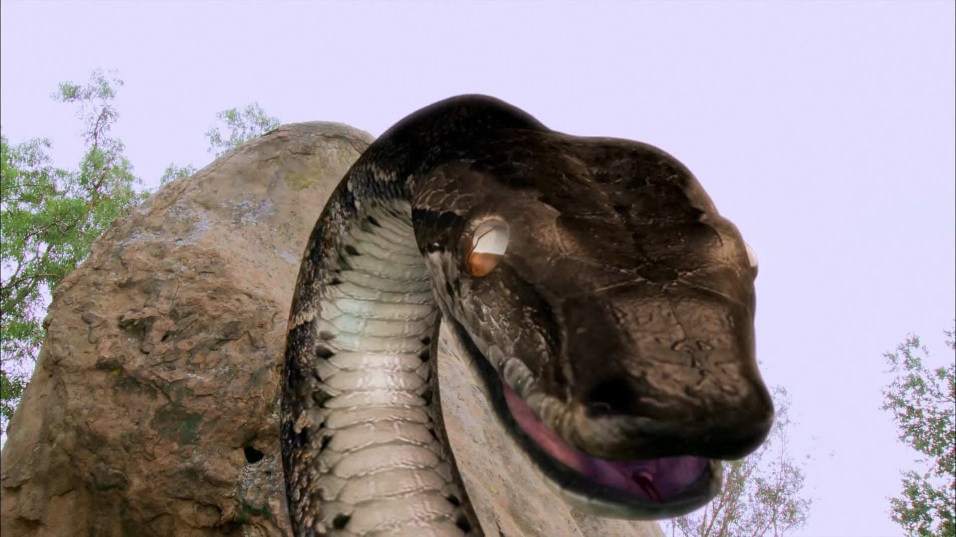 Megaconda Background