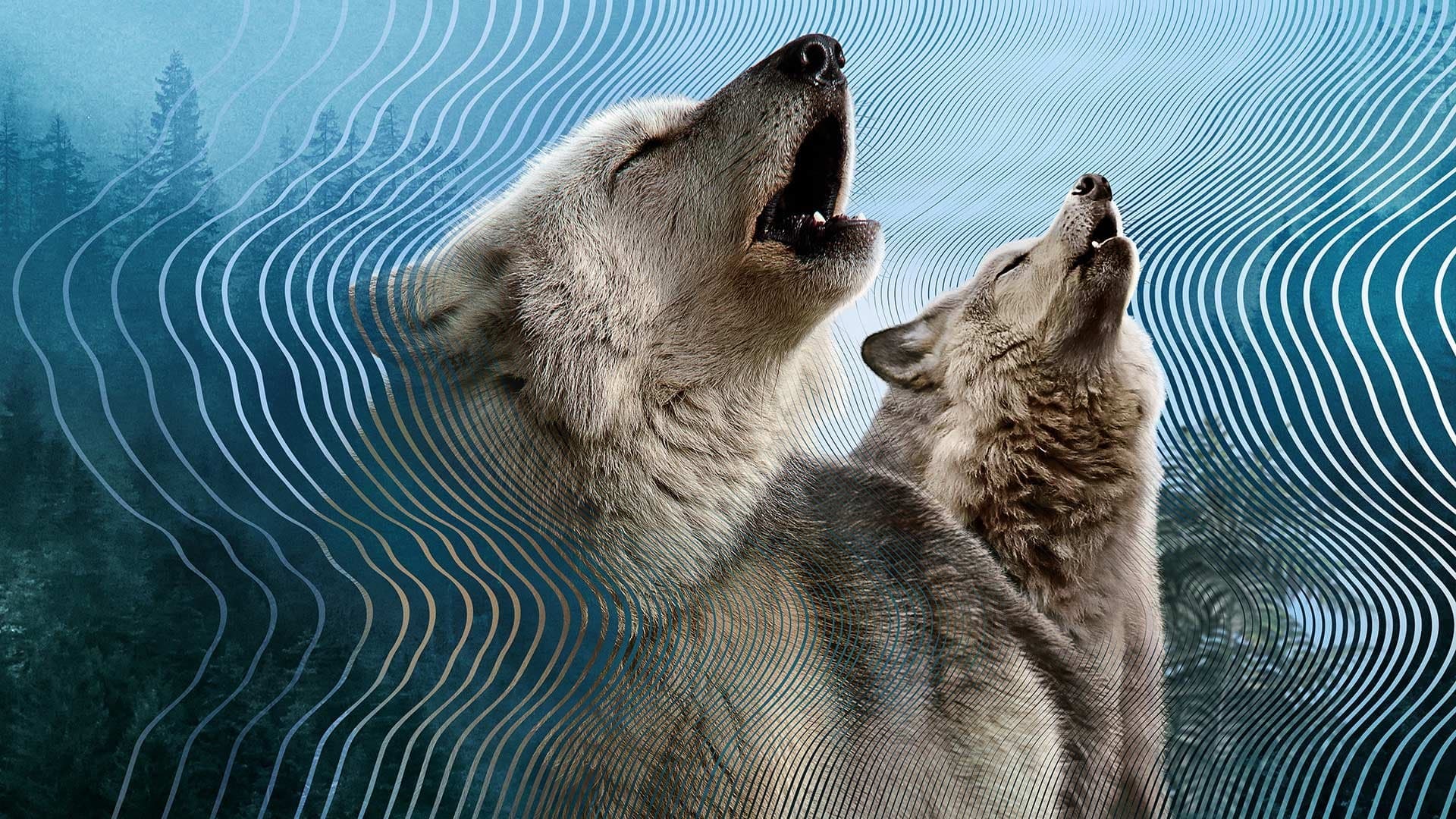 Secret World of Sound Background