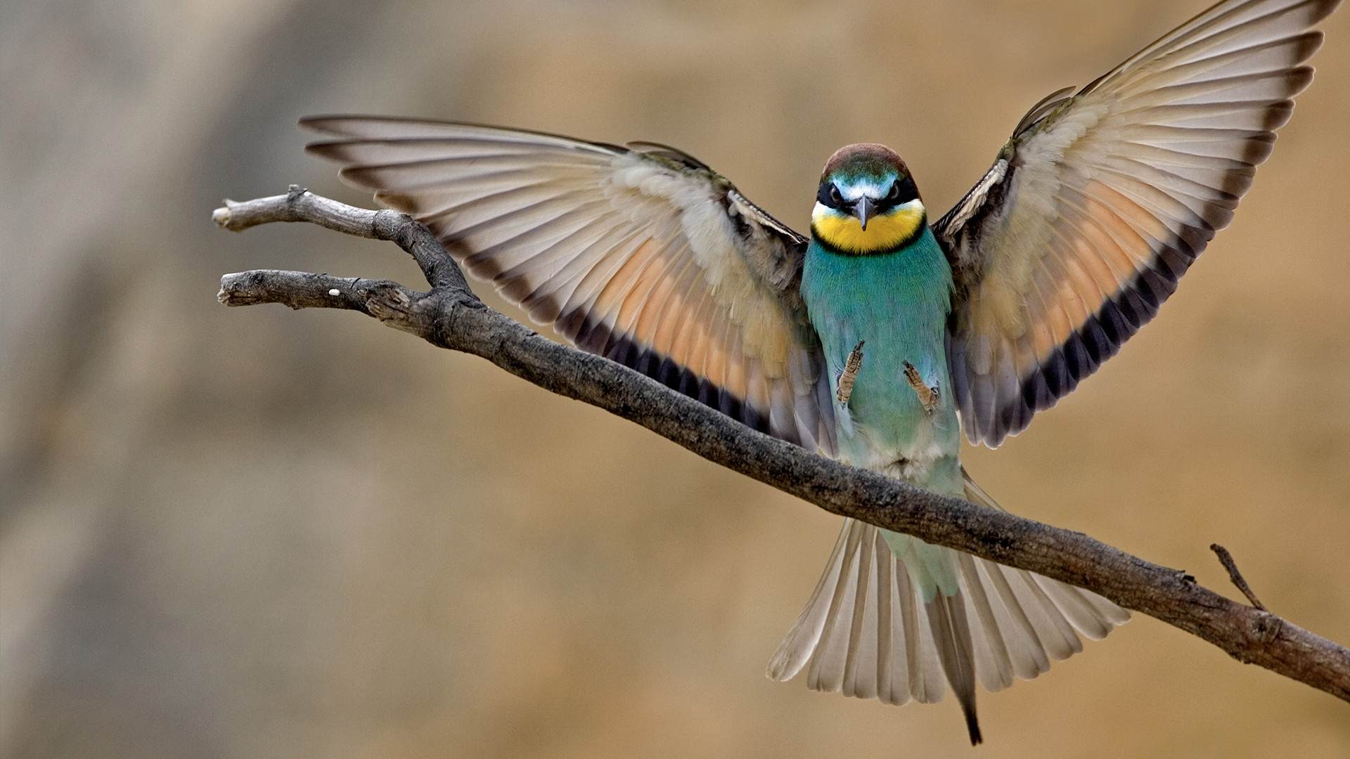 Wild Israel Background