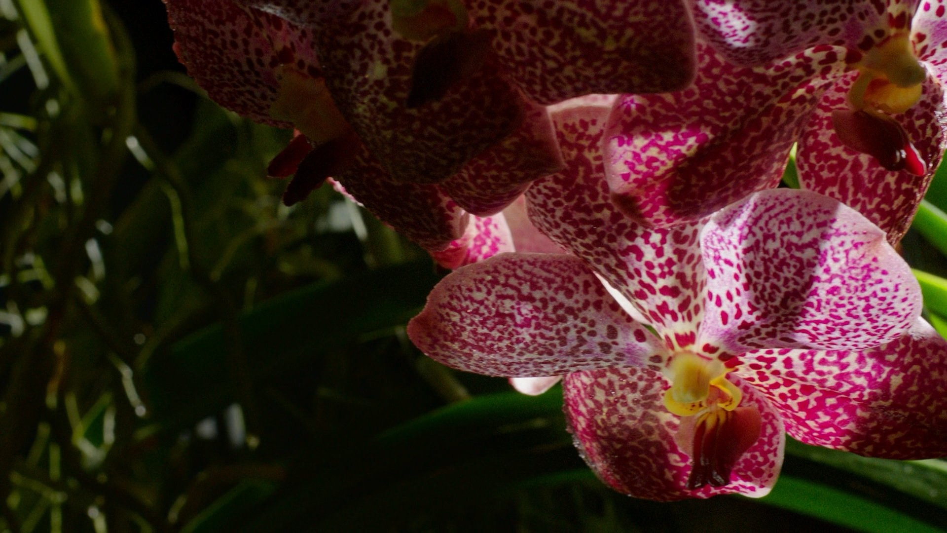 Kingdom of Plants Background