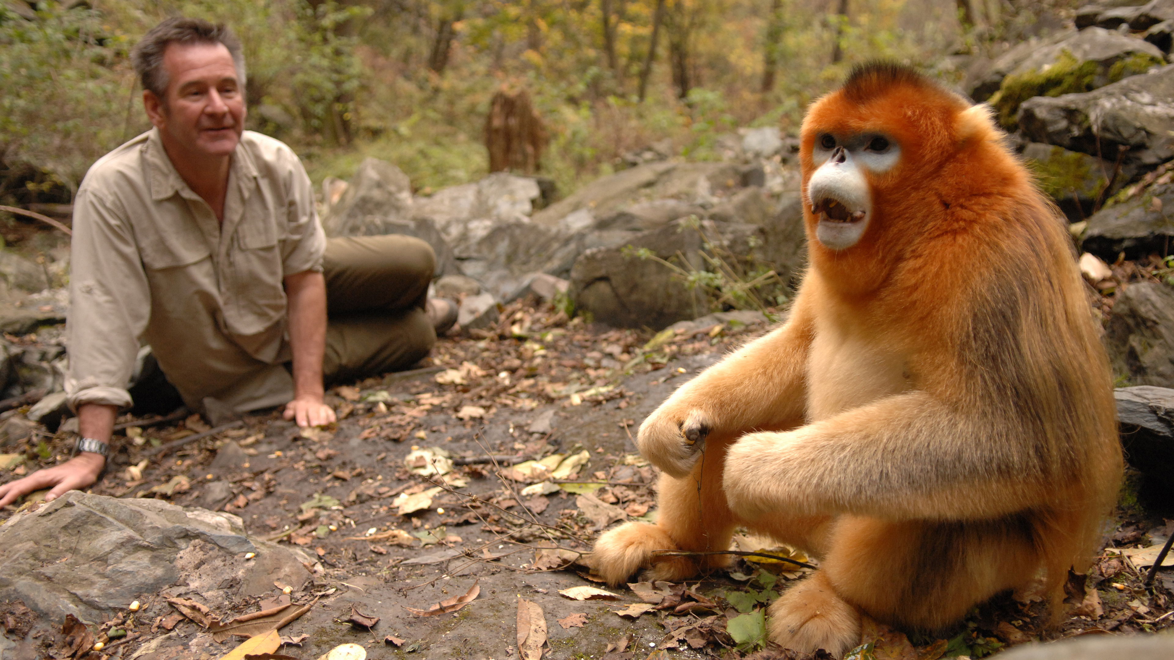 Untamed China Background
