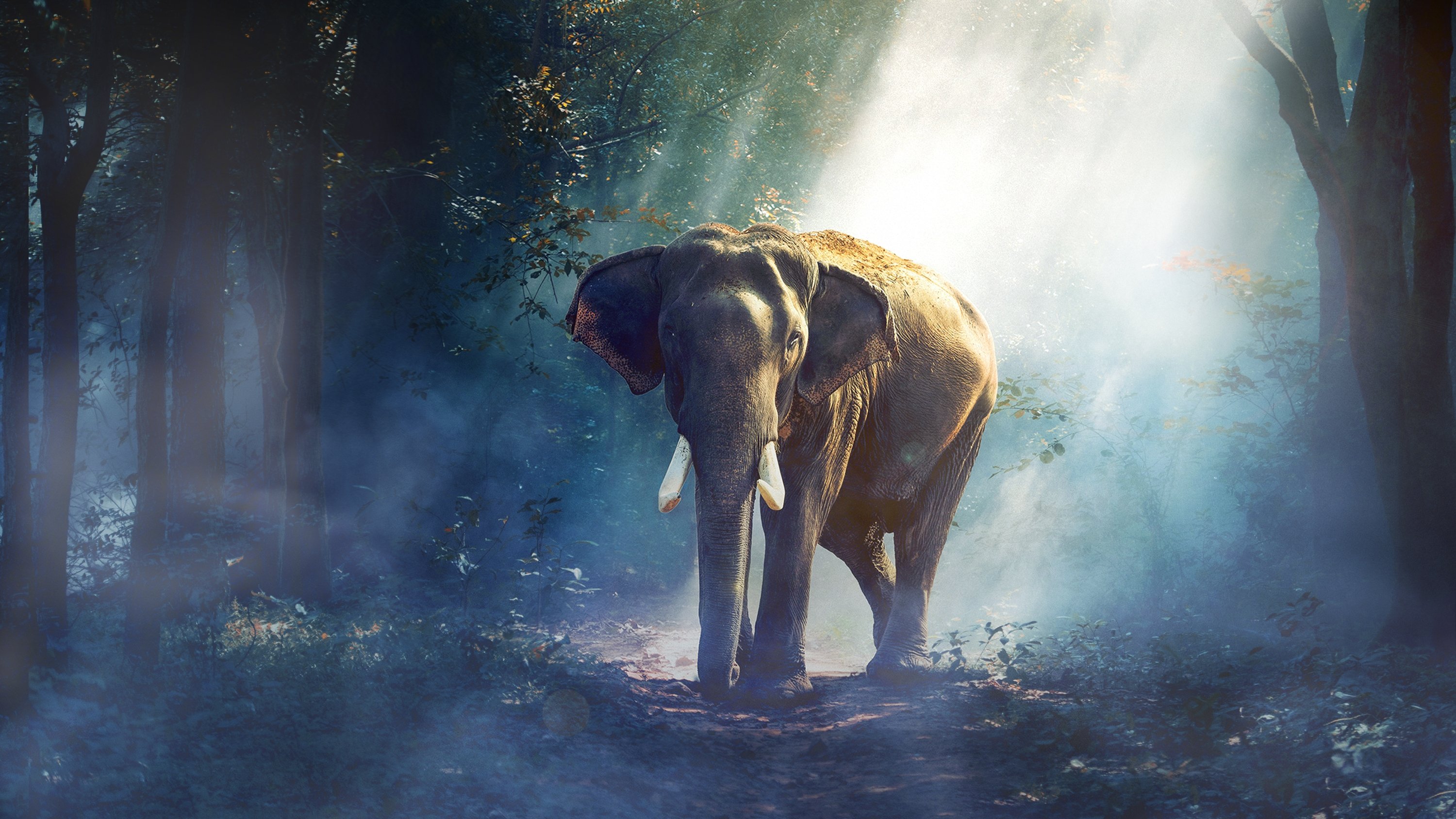 Equator's Wild Secrets Background