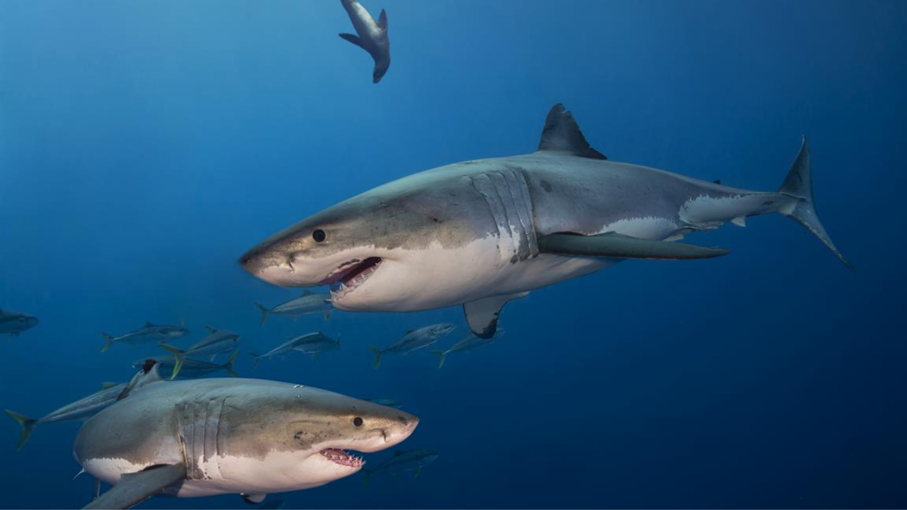 Was ist Was - Haie Background