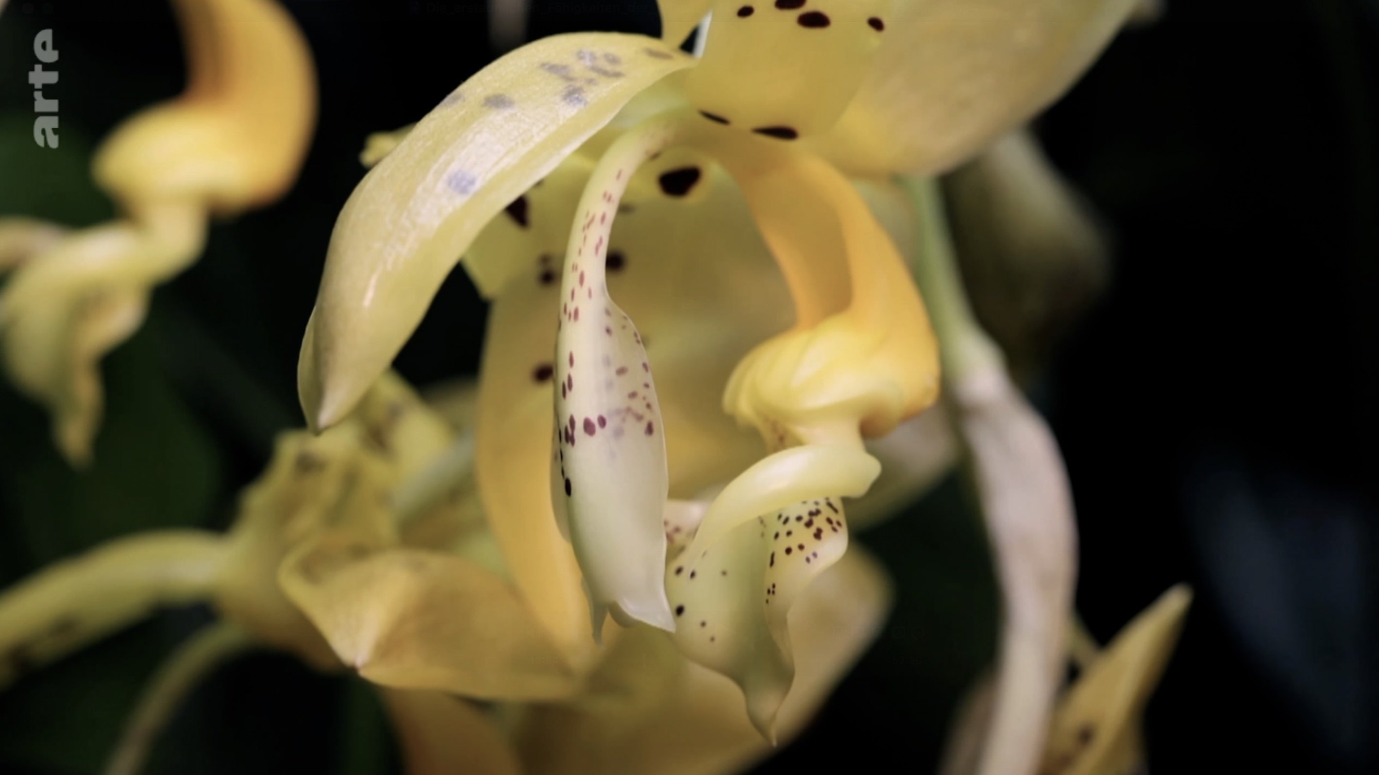 The amazing abilities of plants Background