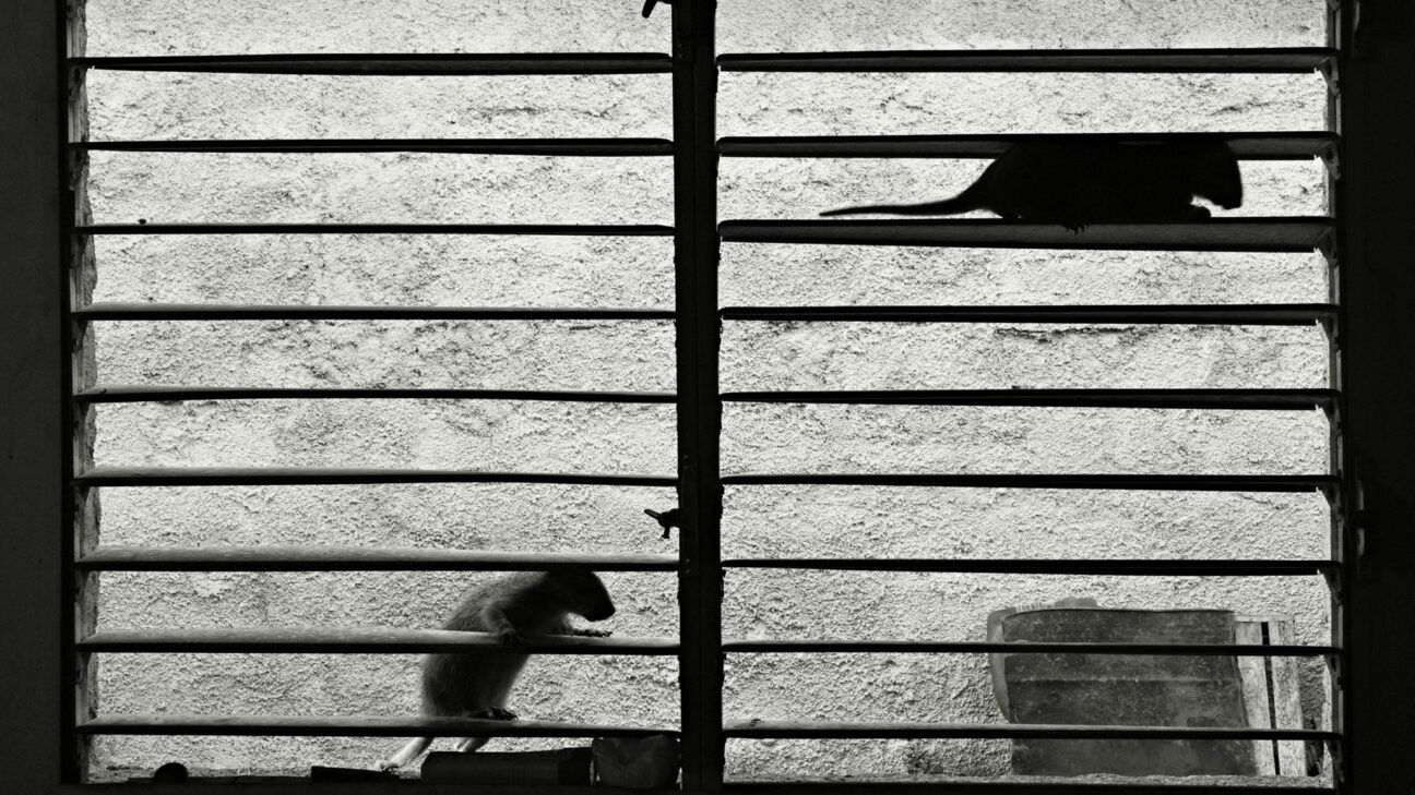 Assonnati sui caldi ginocchi Background