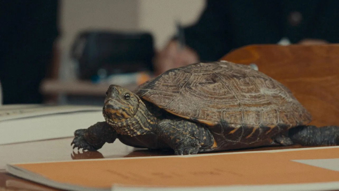 亀も、青春は短い Background