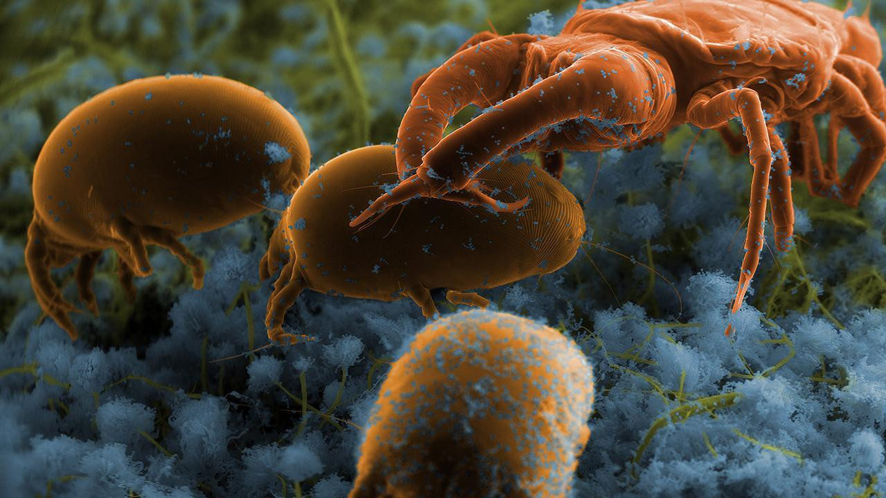 The squatters’ Return Background