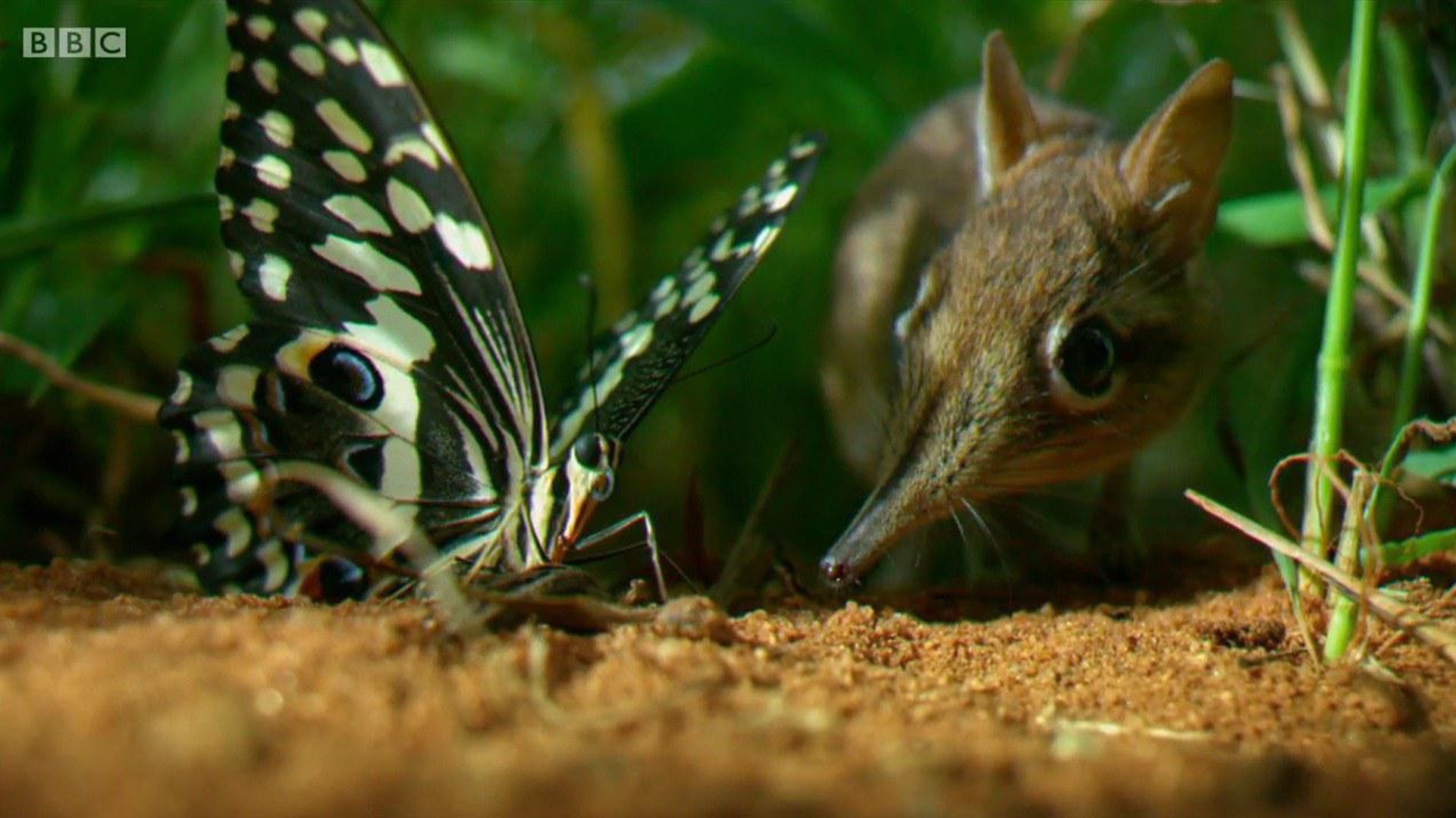 Hidden Kingdoms Background