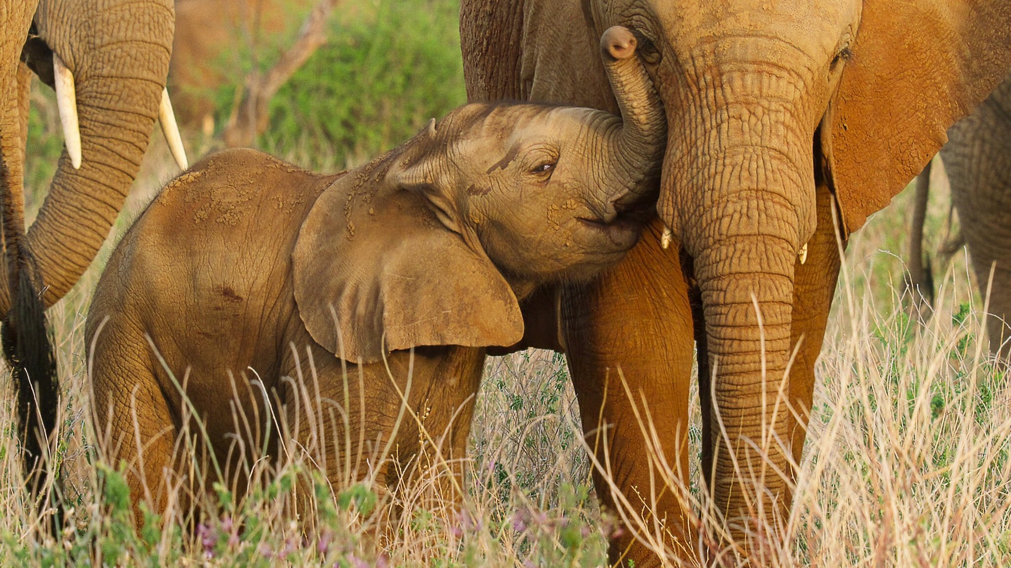 Wild Babies Background