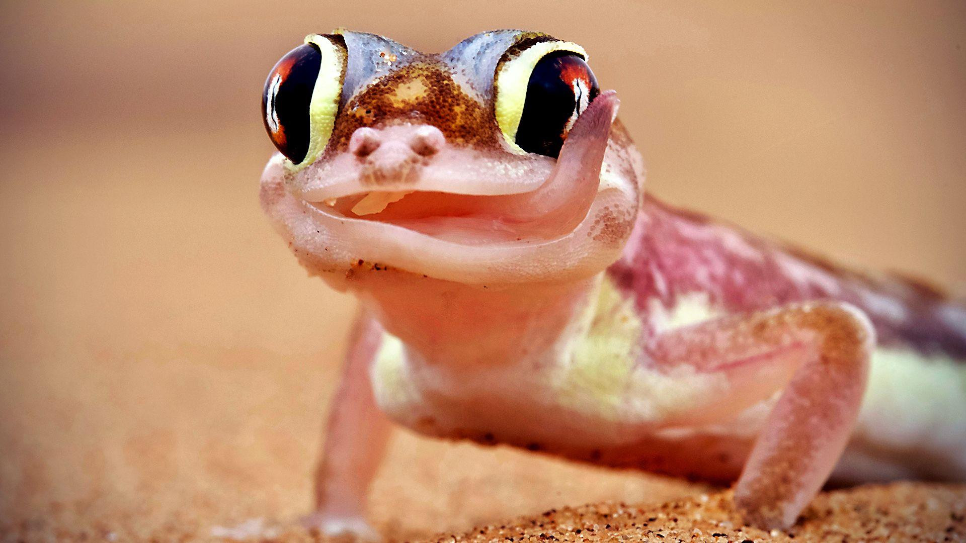 Extreme Animals: One Wild Day Background