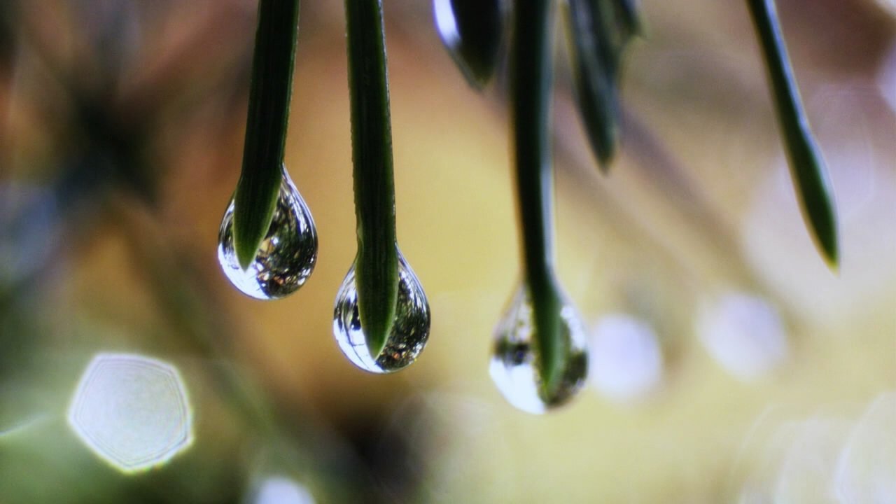 Forsenses II: Timber Lounge Background