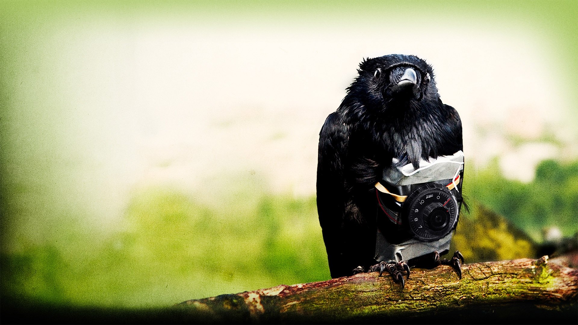 Four Lions Background