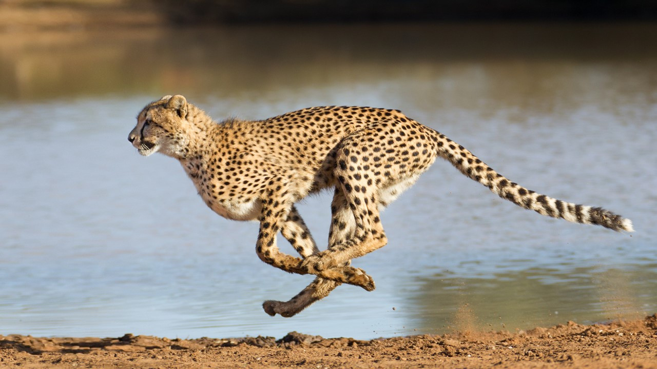 Le souffle du guépard Background