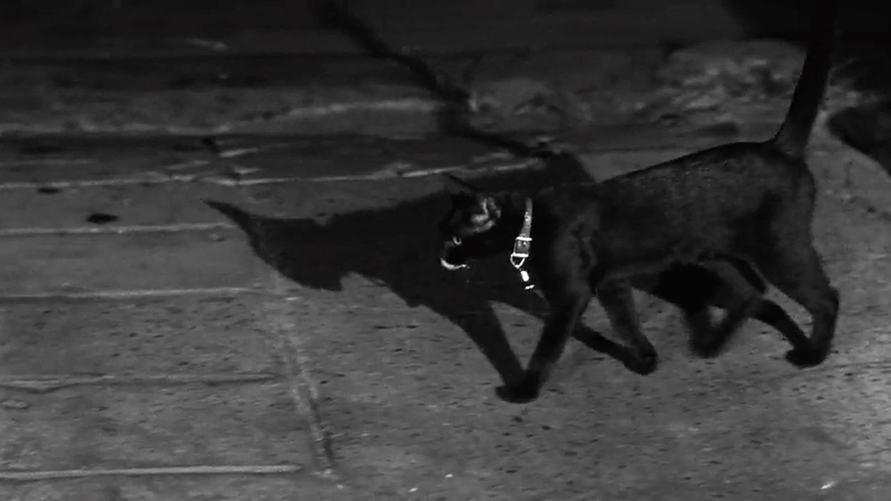 The Fat Black Pussycat Background