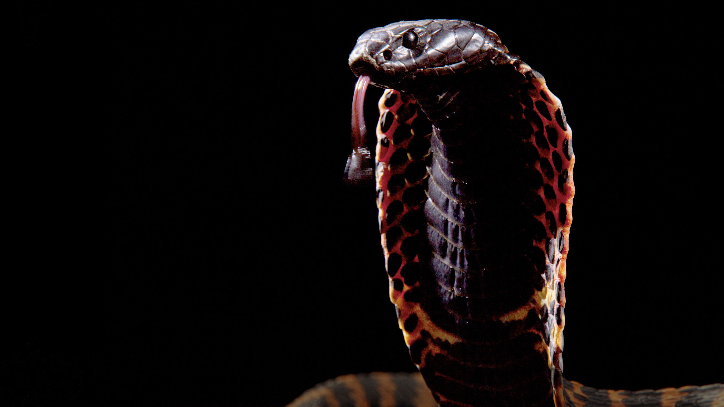 Cobra Mafia Background