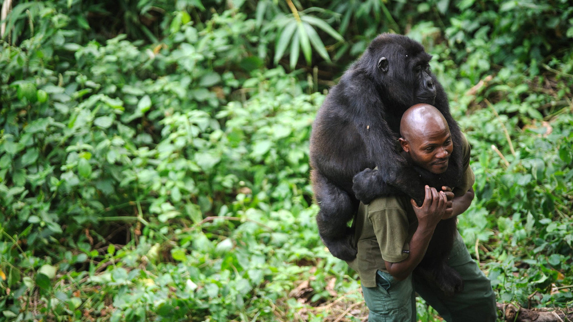 Virunga Background