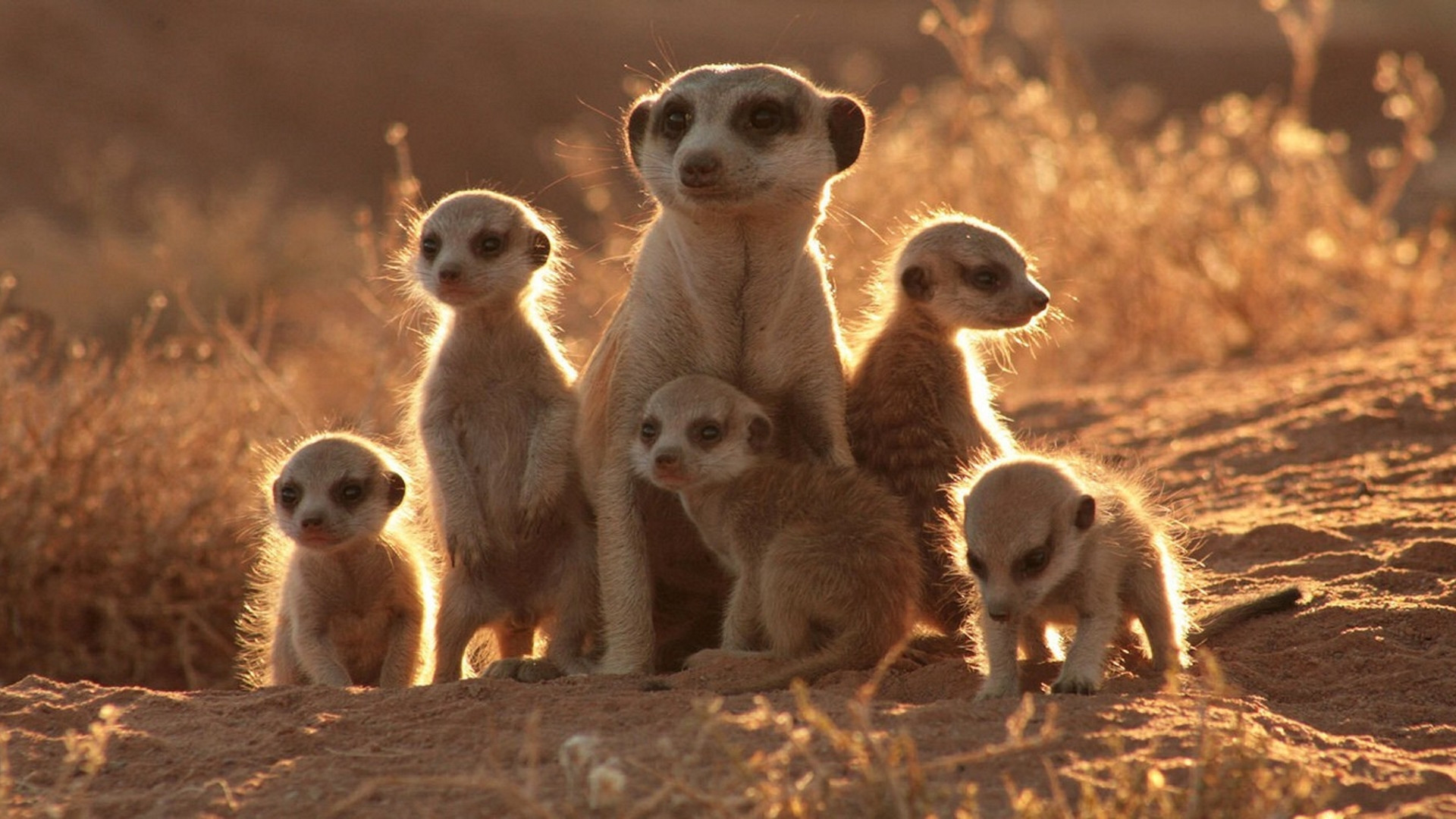 The Meerkats Background