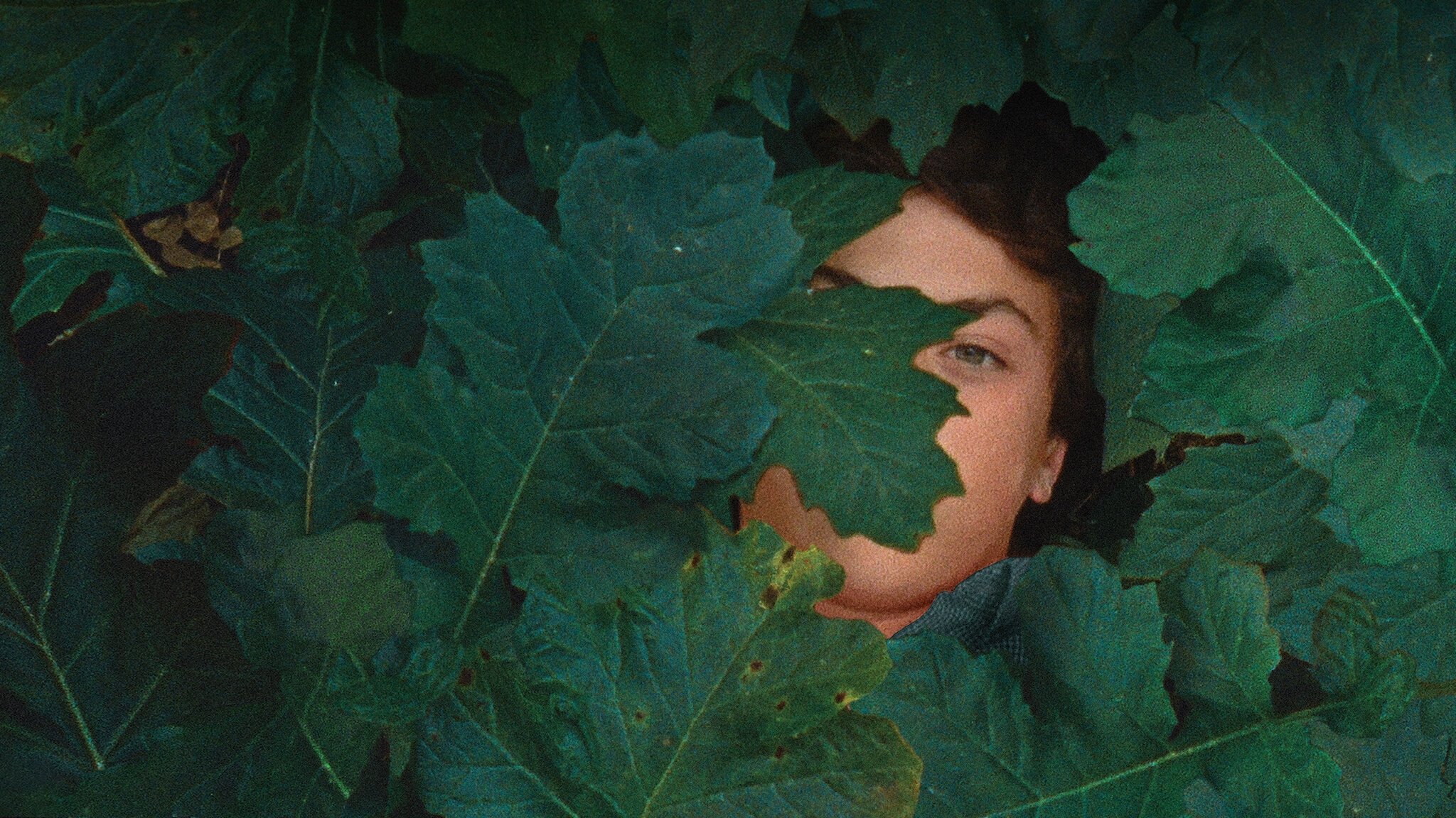 The Metamorphosis of Birds Background