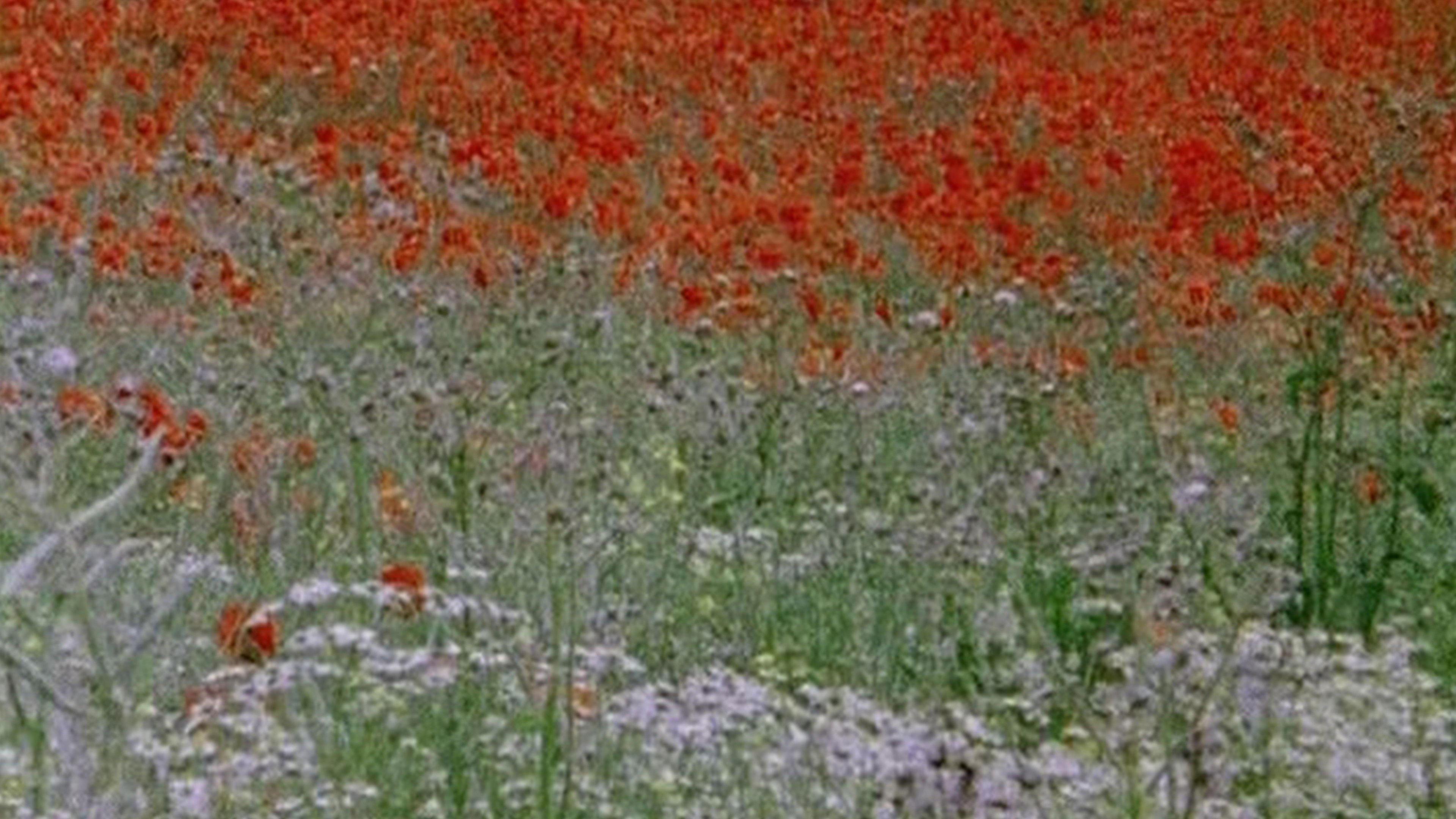 Hic rosa, partition botanique Background