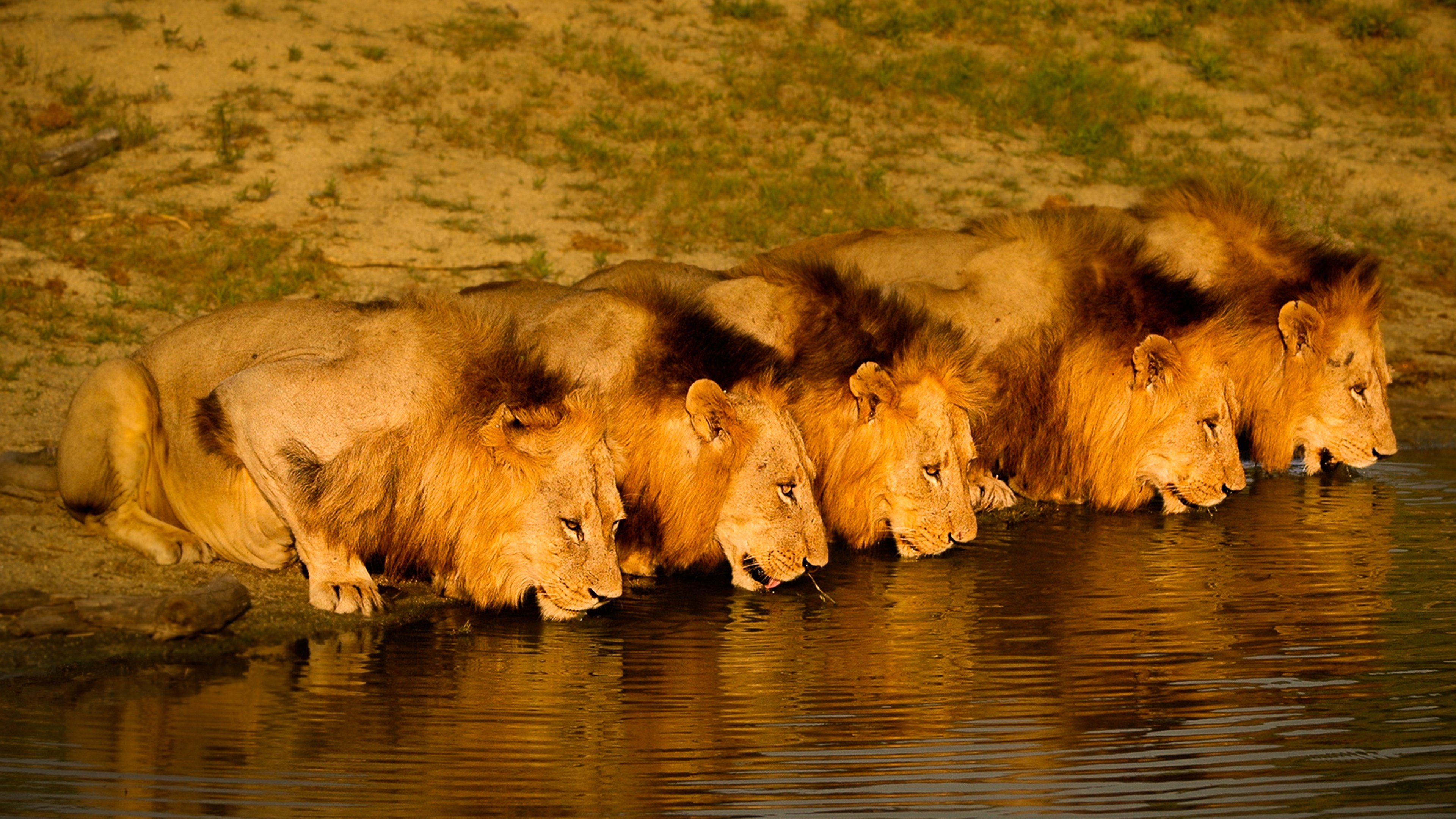 Brothers in Blood: The Lions of Sabi Sand Background