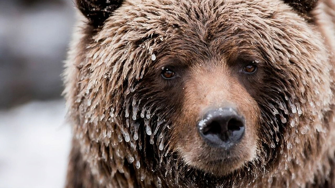 Wild Canada Background