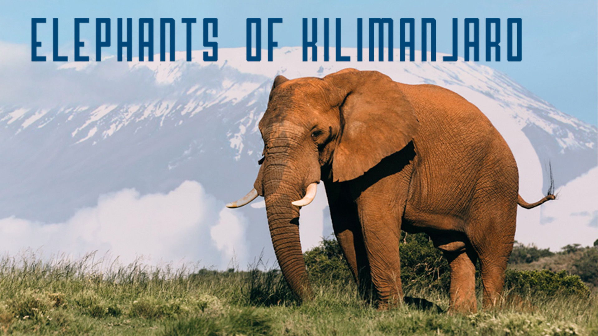 Elephants of Kilimanjaro Background