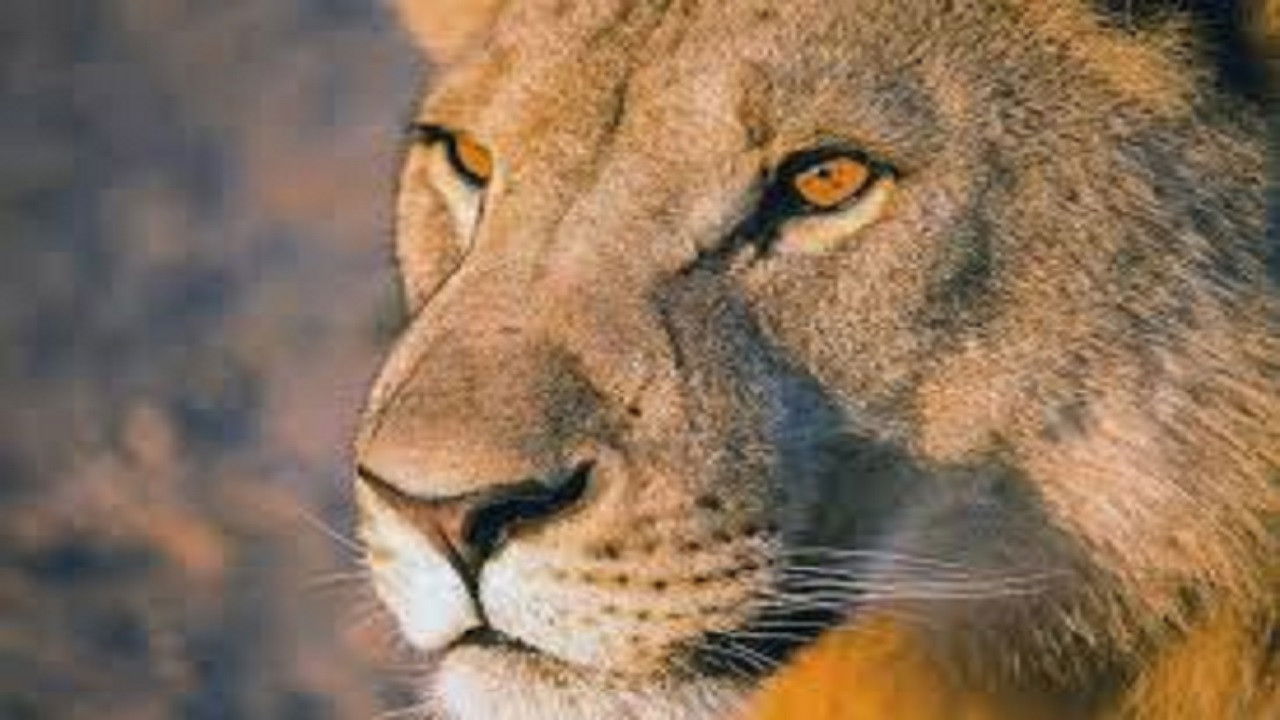 Vanishing Kings: Desert Lions of the Namib Background