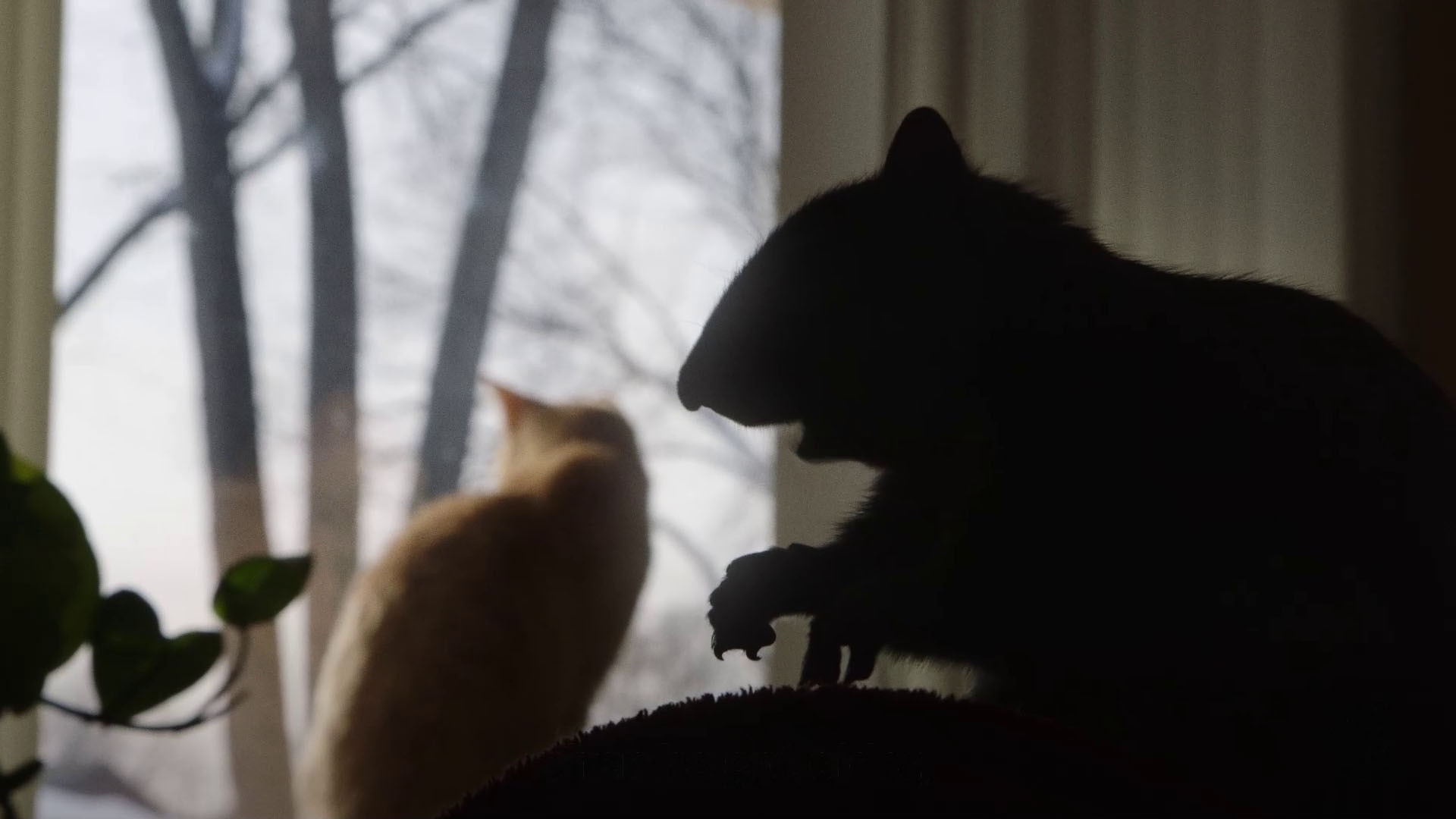 My Duduś Background