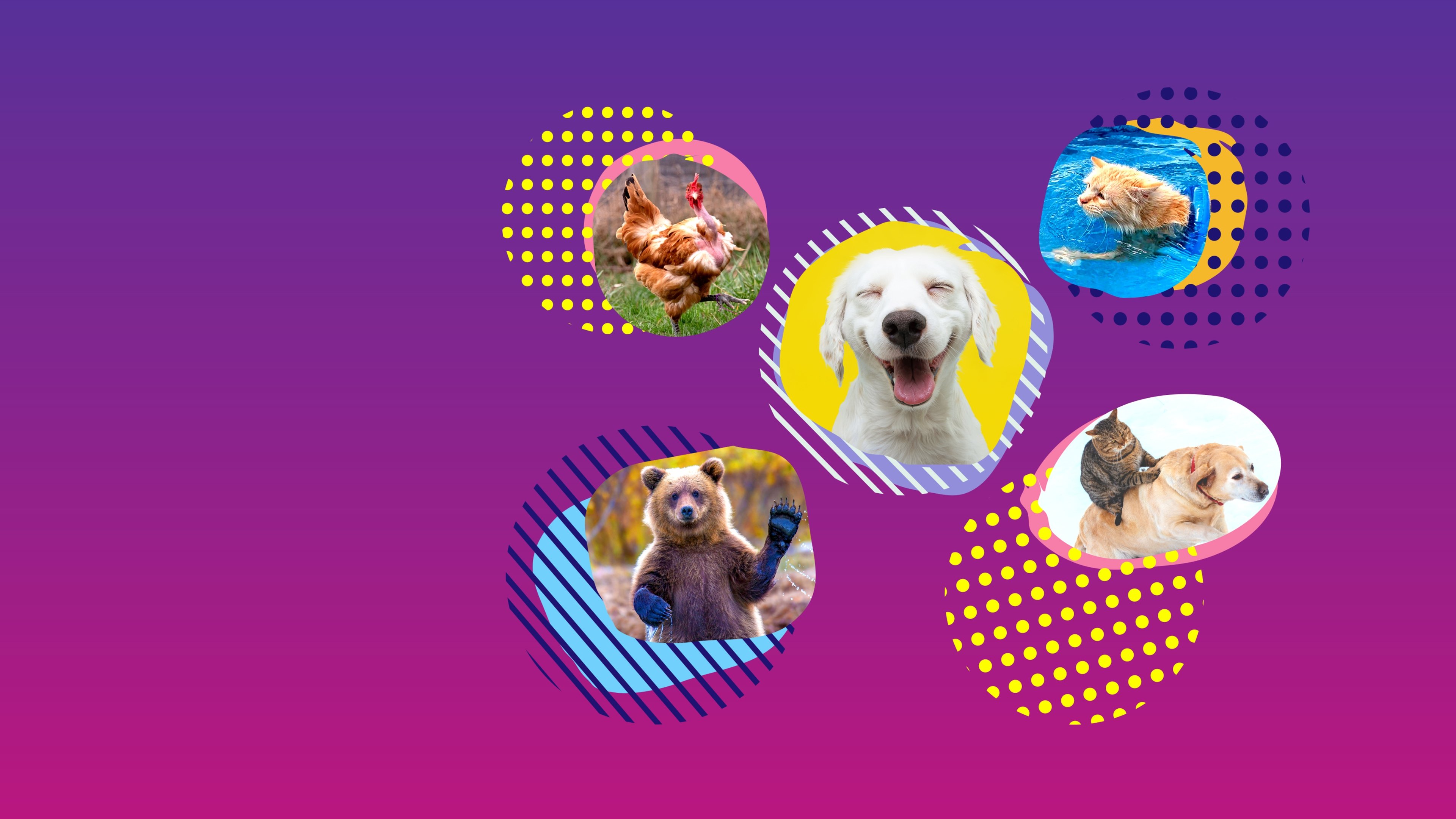 America's Funniest Home Videos: Animal Edition Background