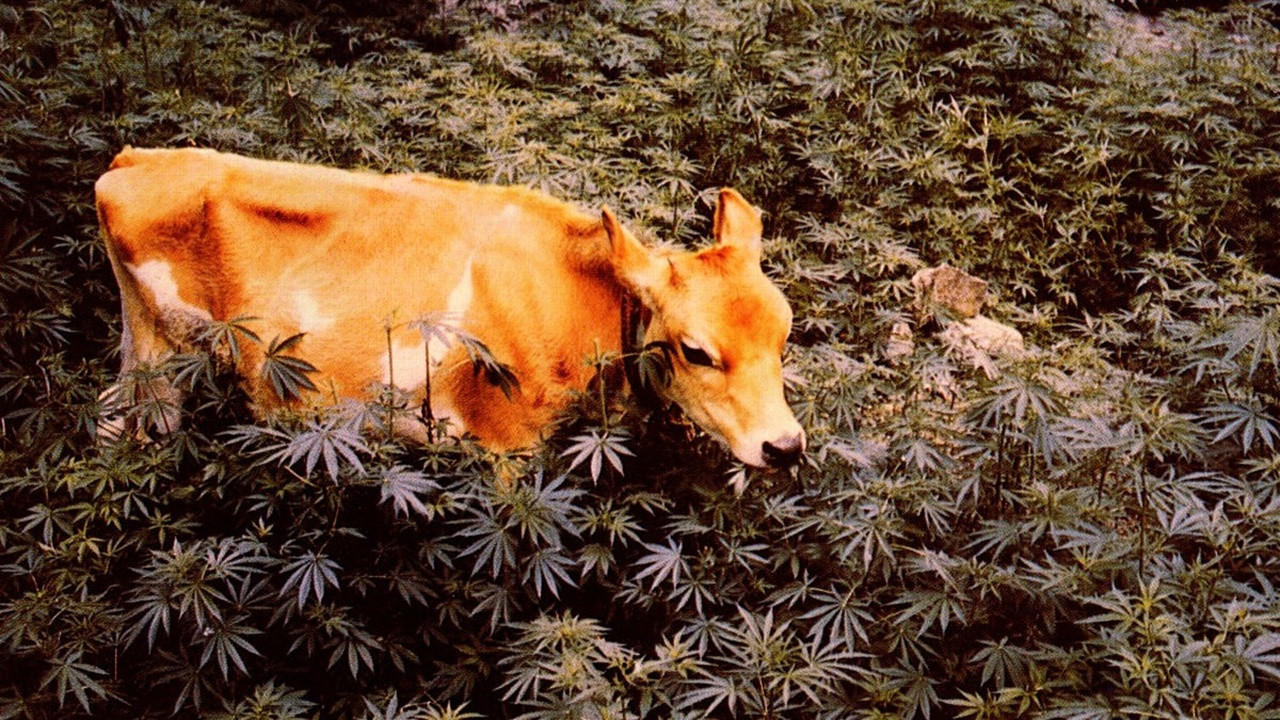 Forbidden Grass Background