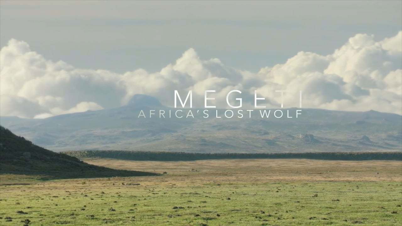 Megeti - Africa's Lost Wolf Background