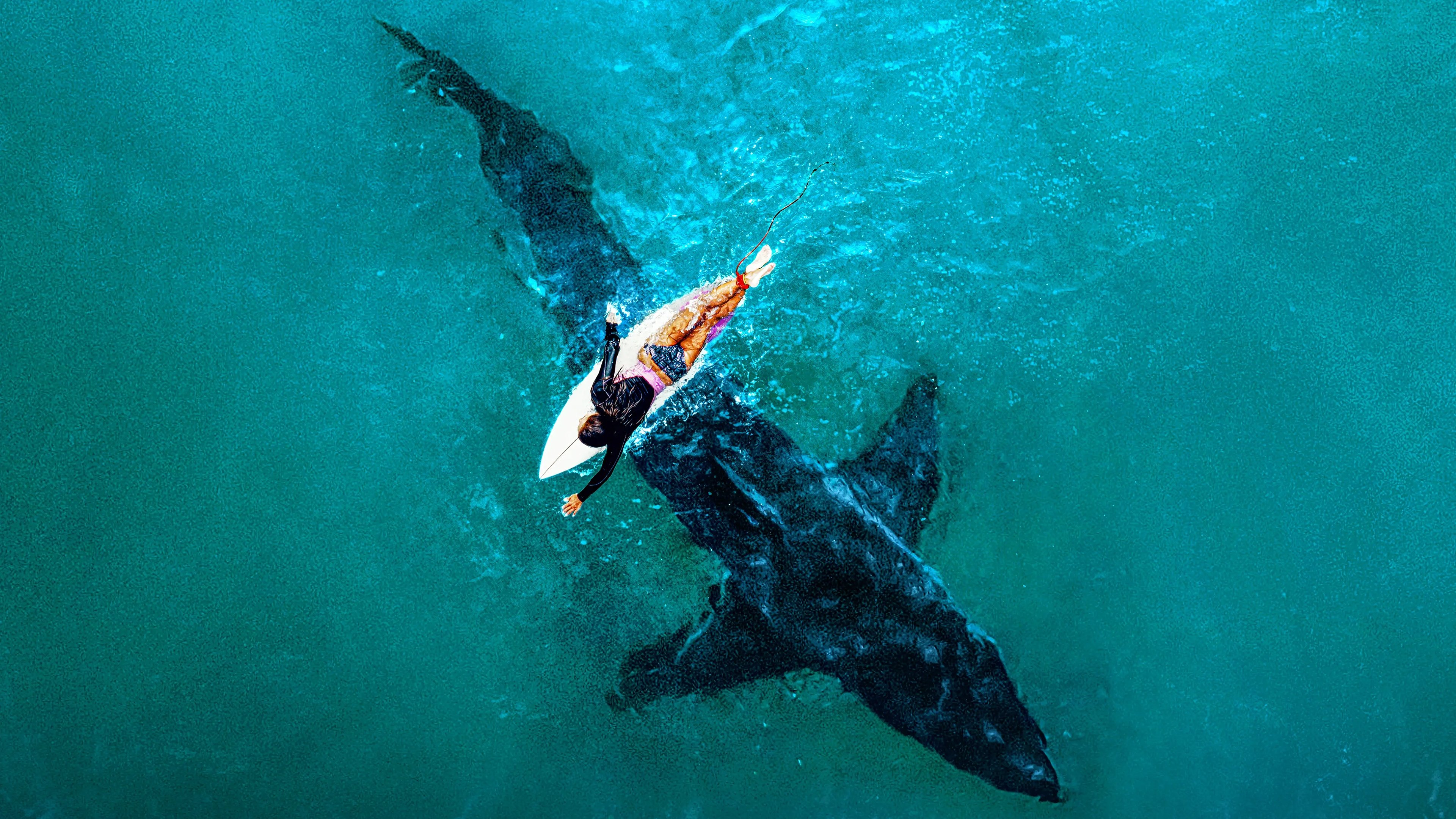 Shark Week Background