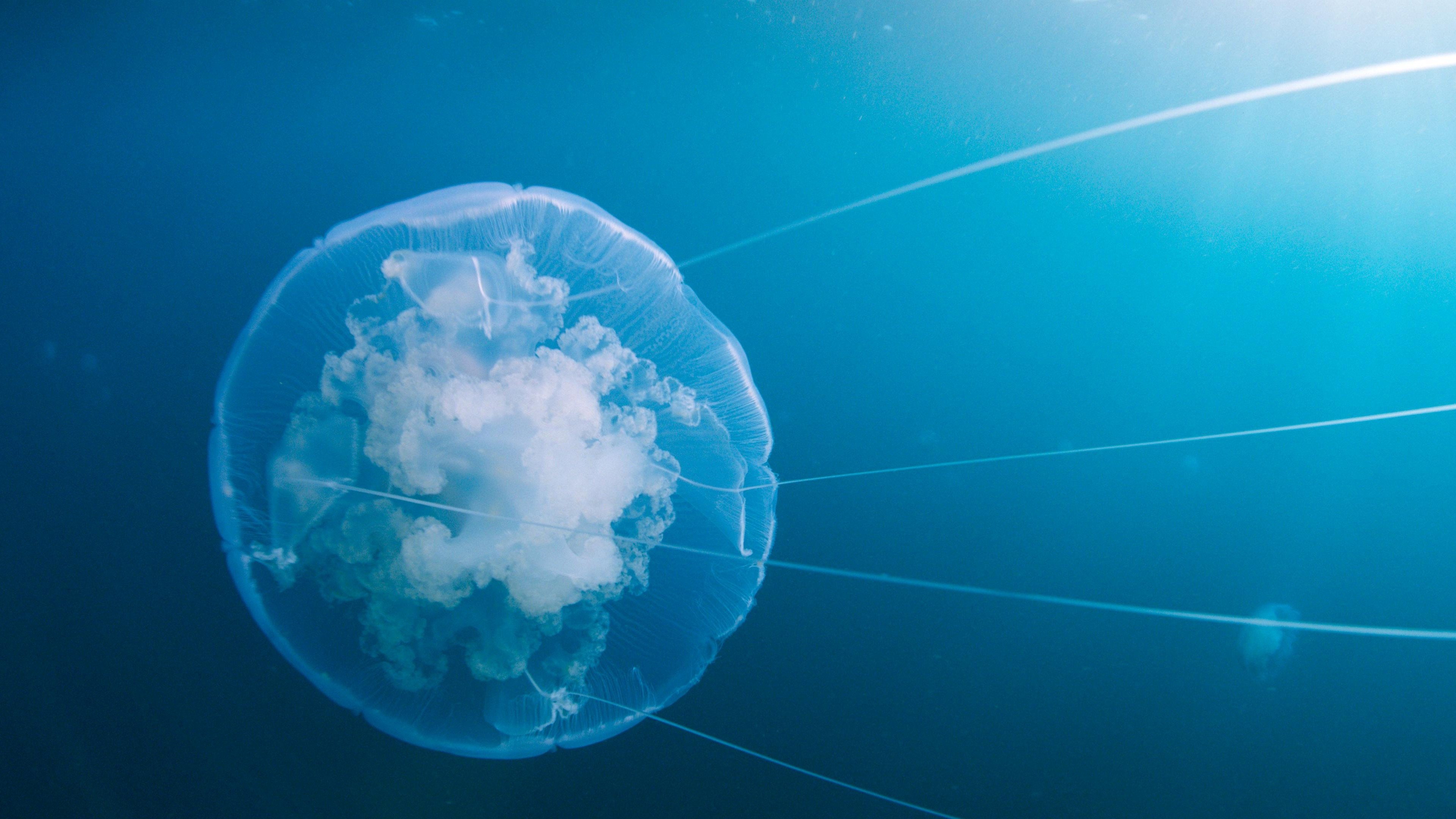 Voyage of Time: Life's Journey Background